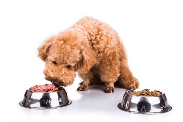 Choosing clearance dog food